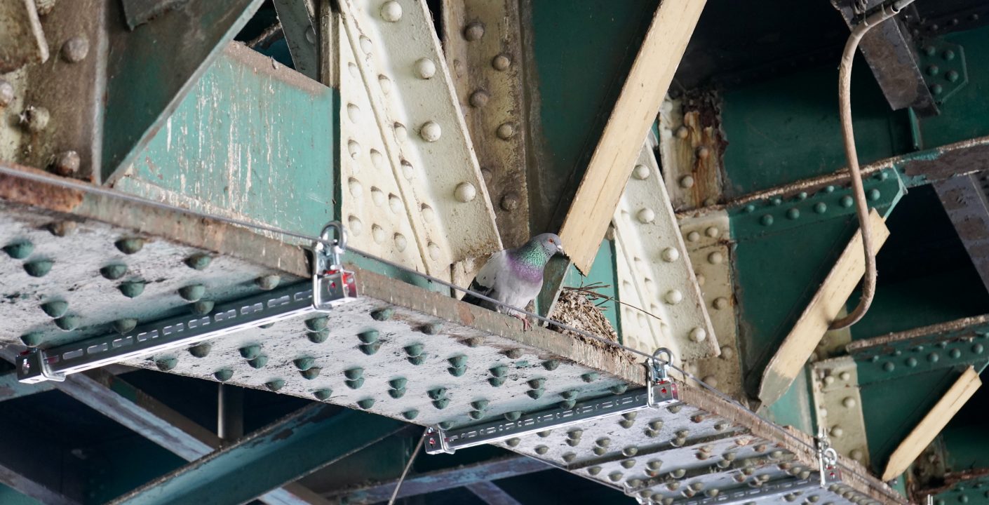 Nachhaltige Brückensanierung: RUK-Bau GmbH schützt bedrohte Vogelarten durch innovative Nistkästen